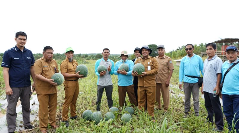 Petani Sawit di Paser Mulai Beralih ke Tanaman Hortikultura